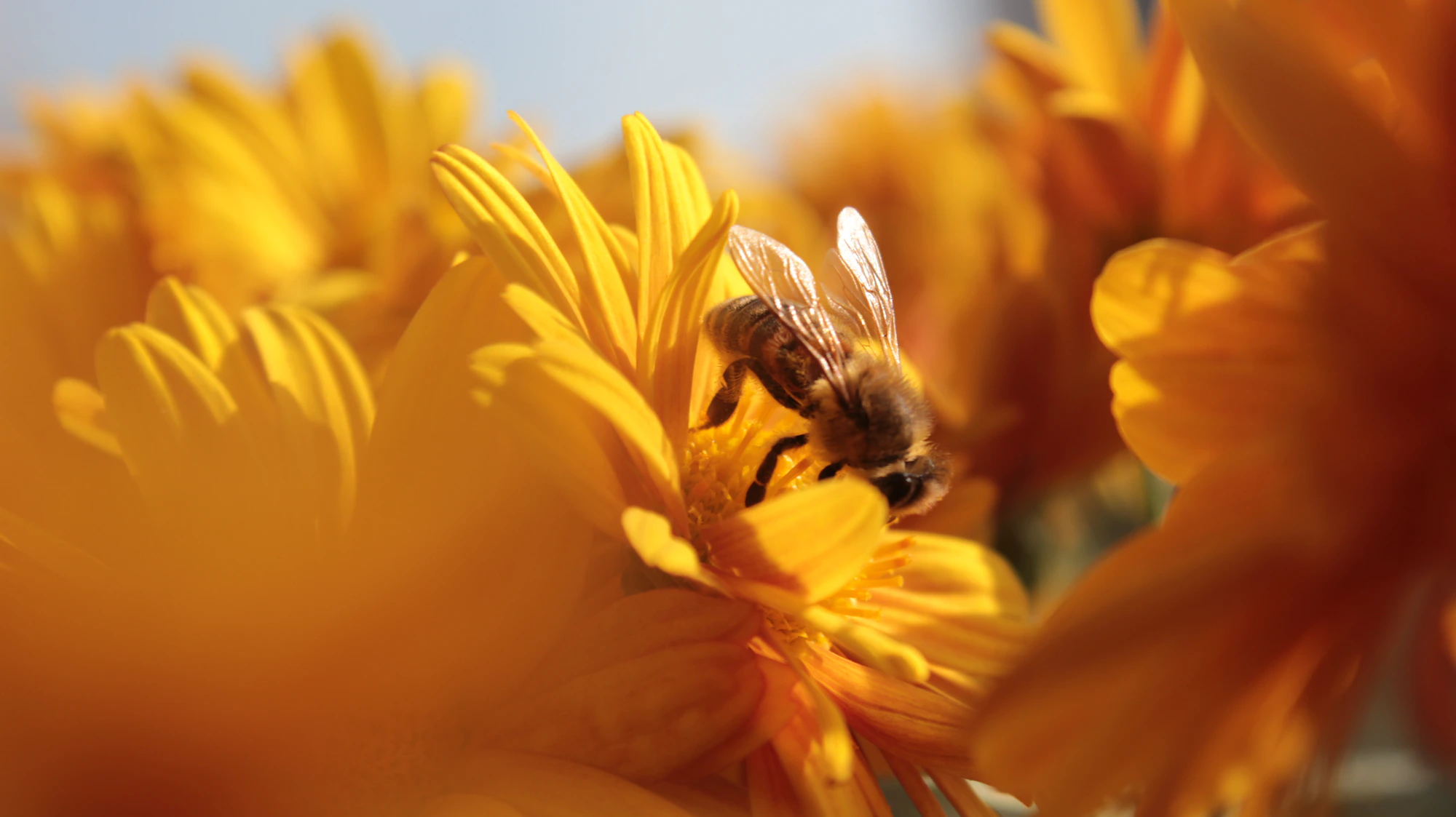 蜜蜂在金黄色花朵上采集